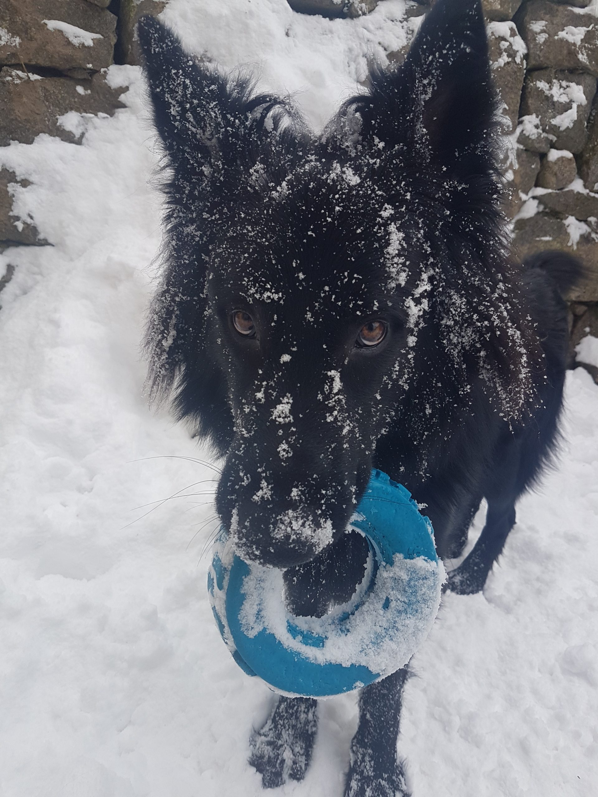 Éducation canine à Bussang
