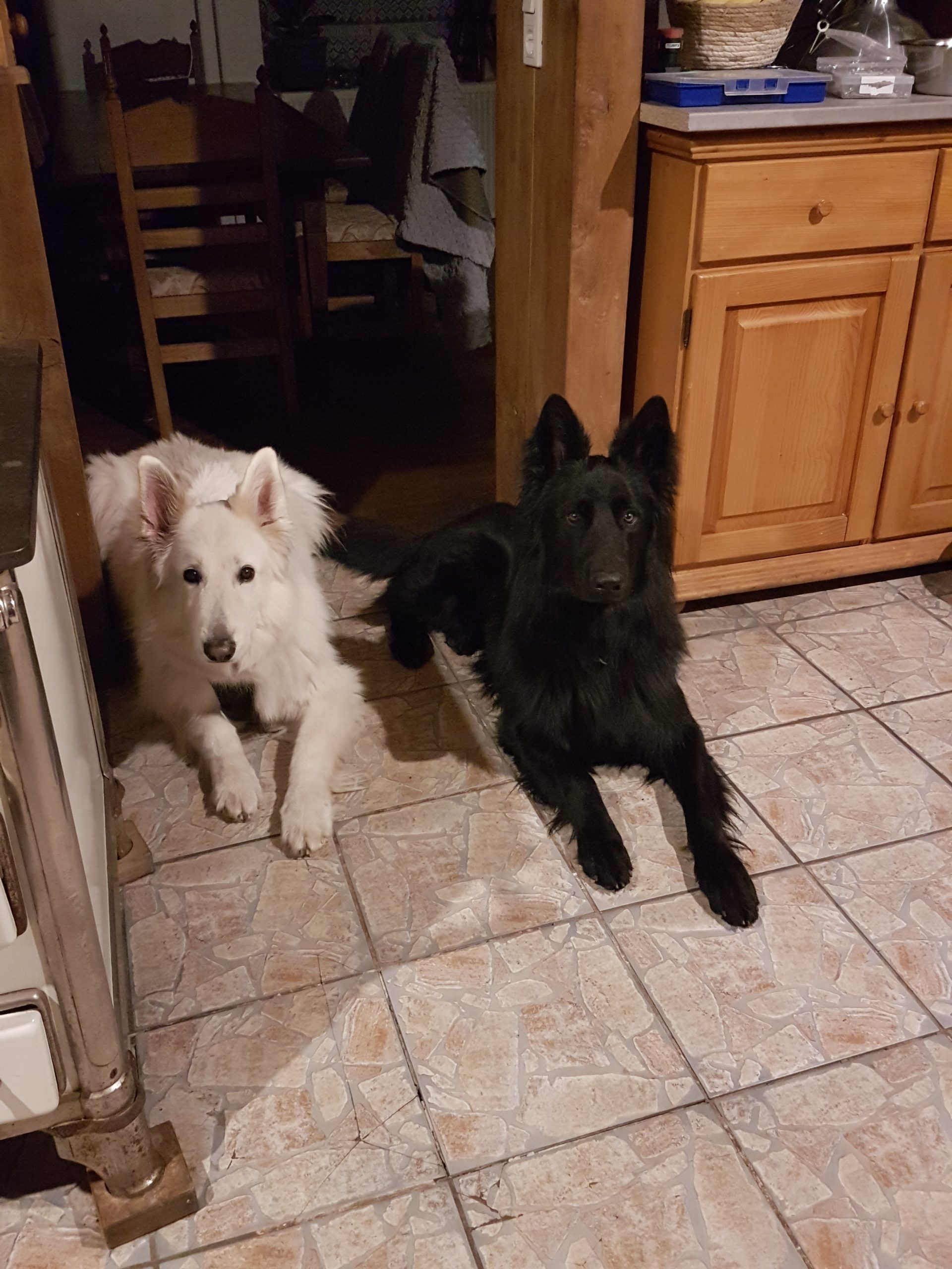 Jeremys Spilers, éducateur canin comportementaliste à Bussang