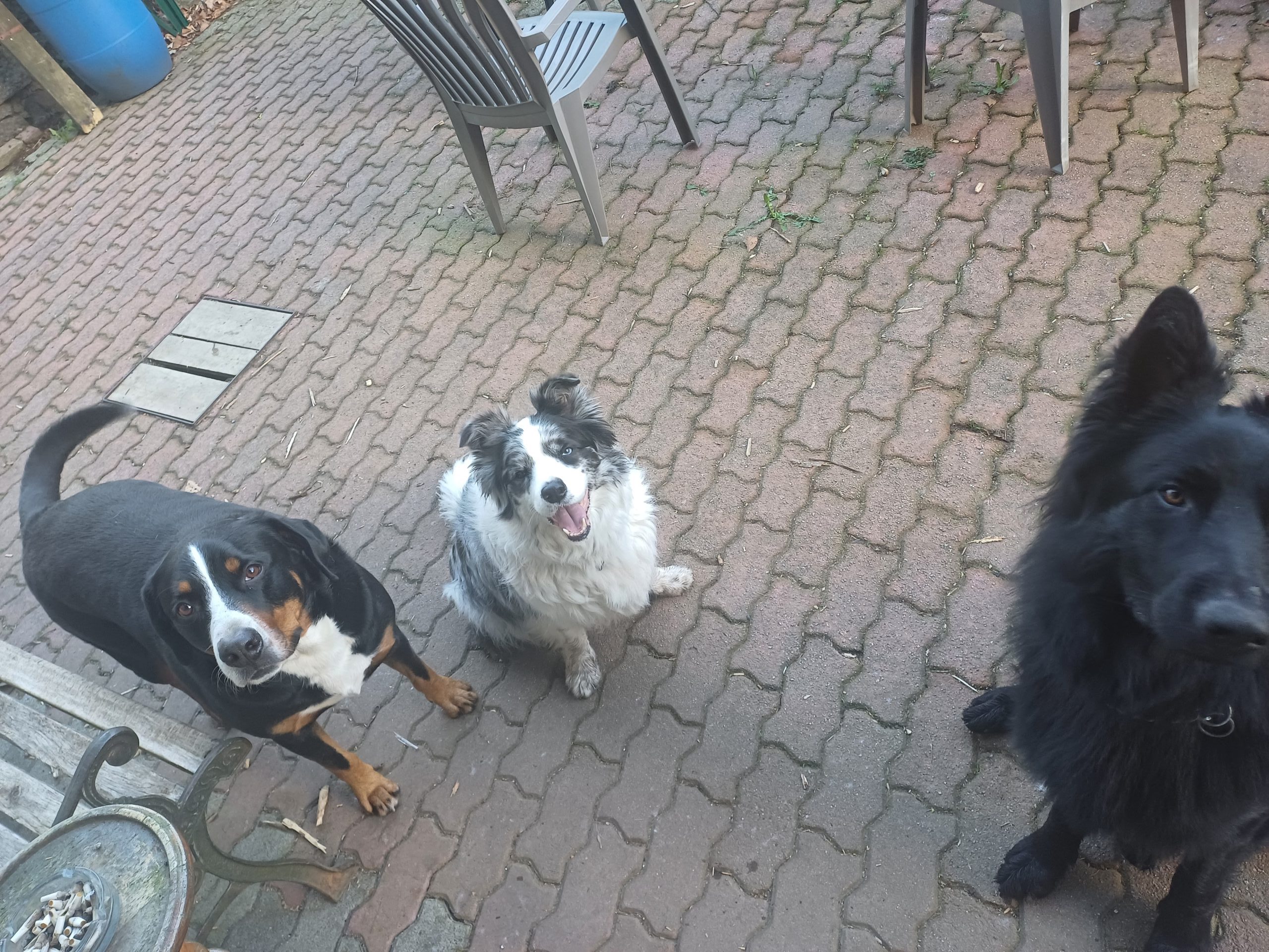 Rééducation comportementale canine